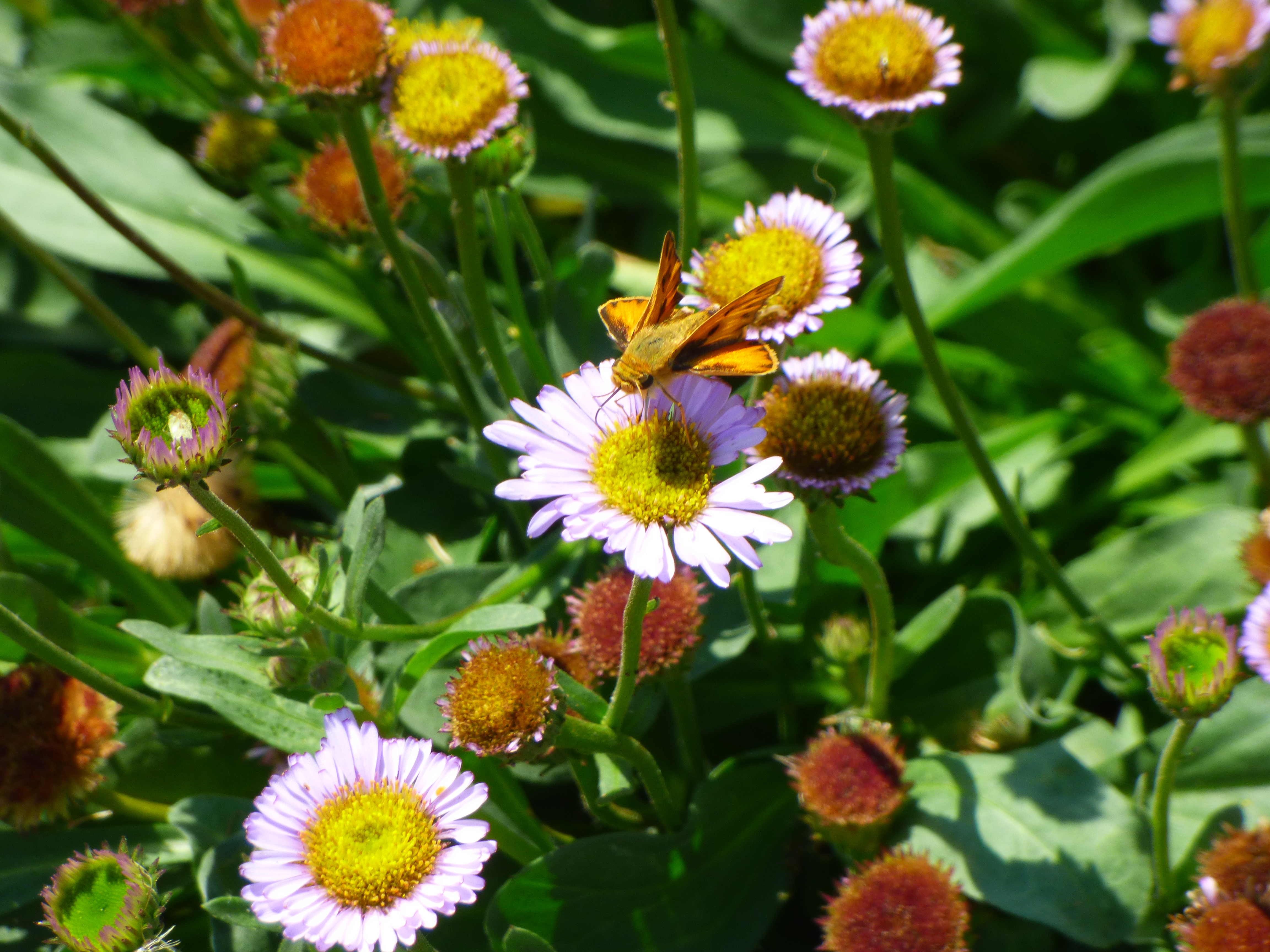 Protect Urban Nature in Charlotte