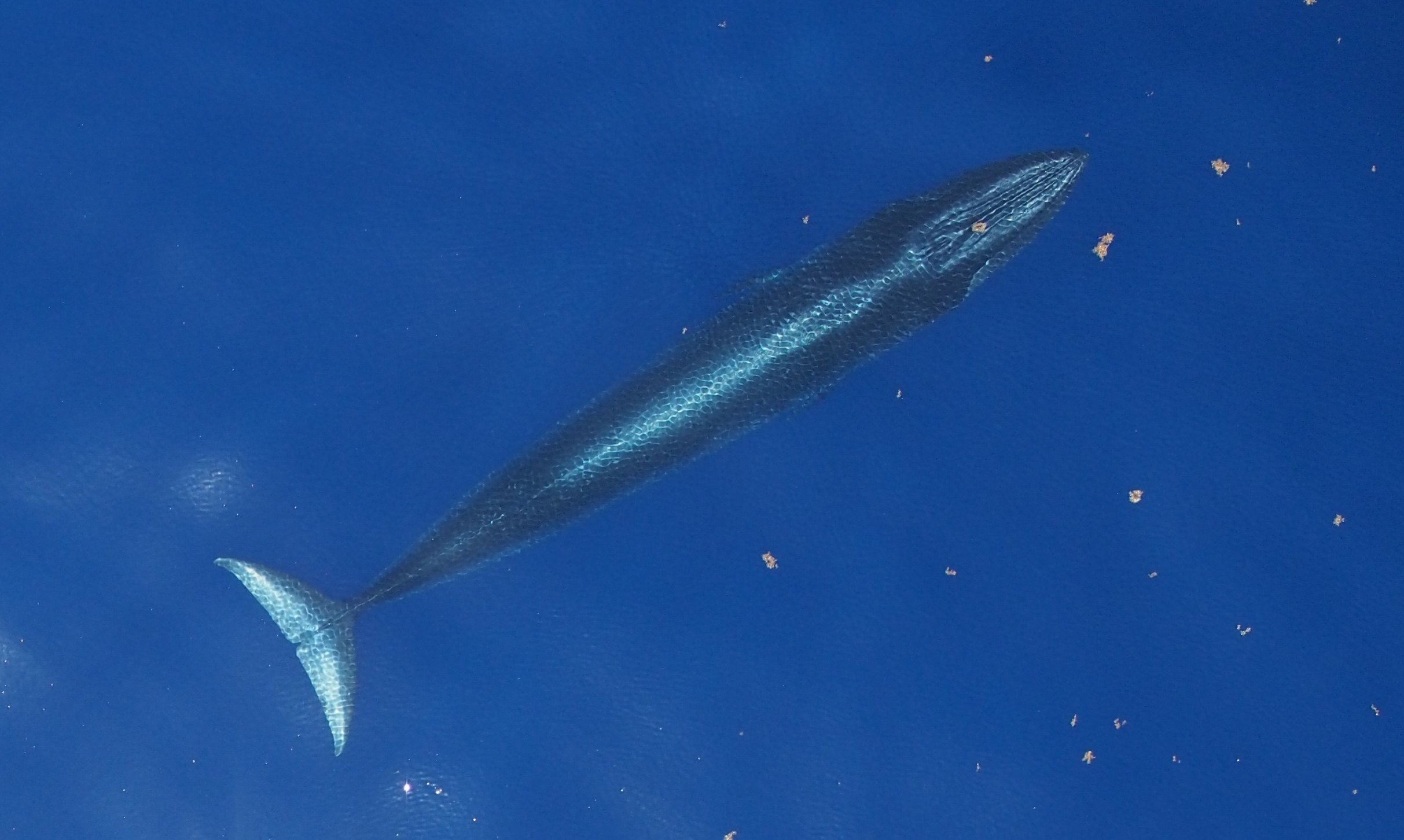 Protect the Rice's Whale in the Gulf of Mexico