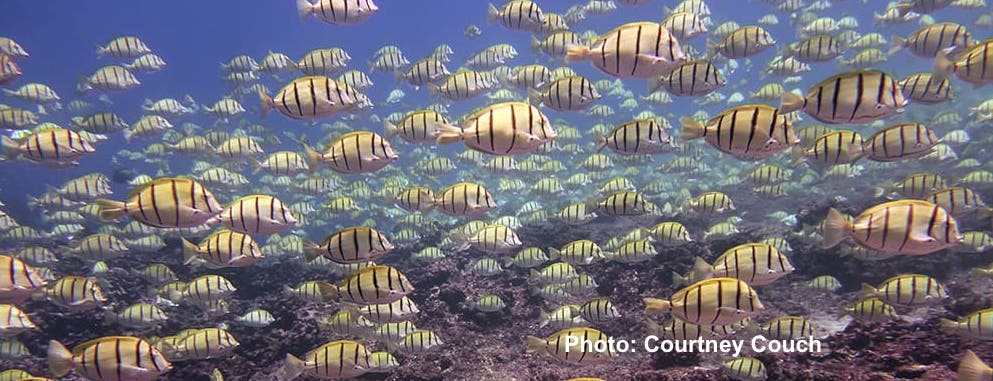 Defend Marine National Monuments in the Pacific