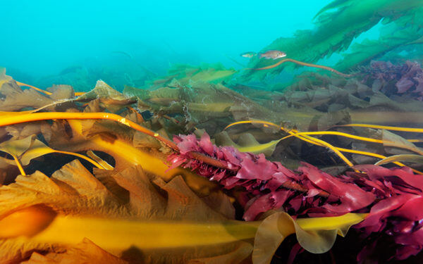 Designate a Cashes Ledge National Marine Sanctuary