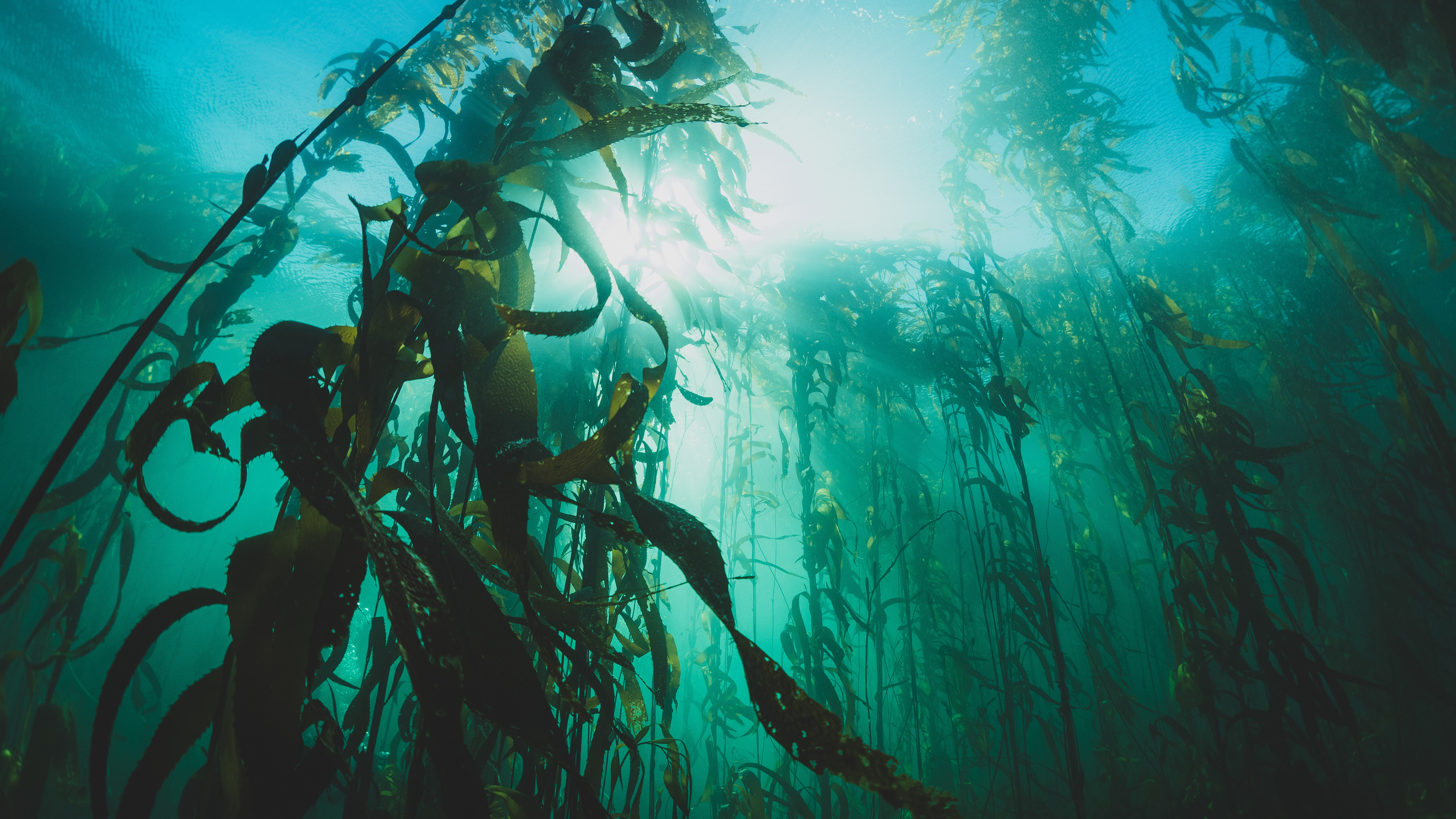 Bull Kelp is the Best